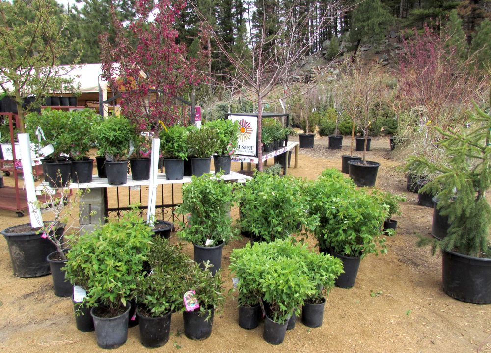 nursery_IMG_2727