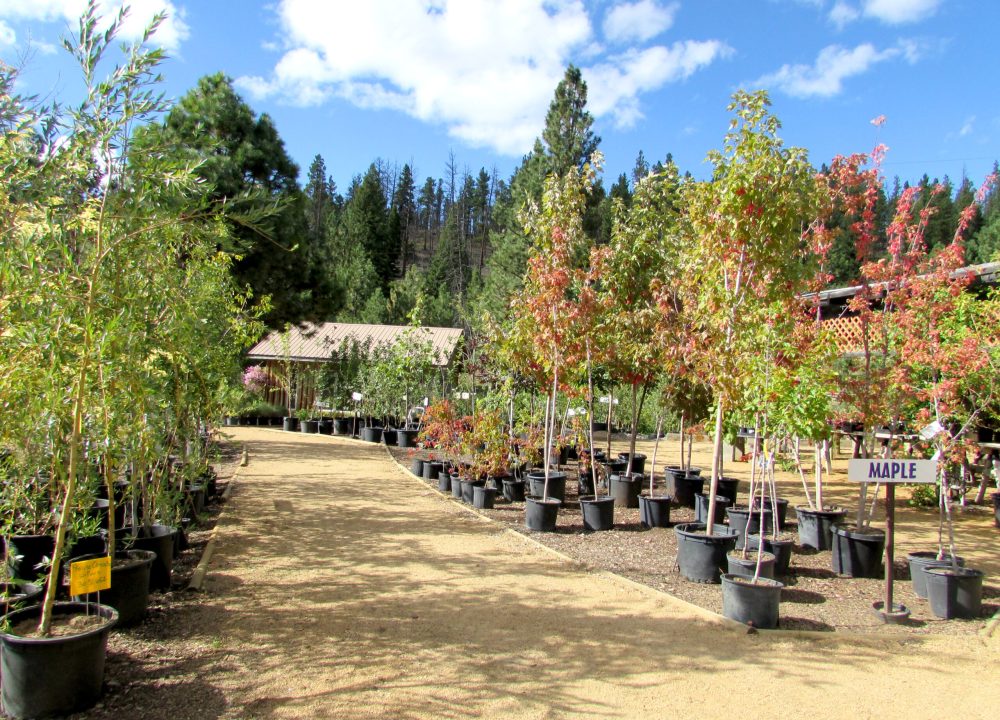 nursery_IMG_6327